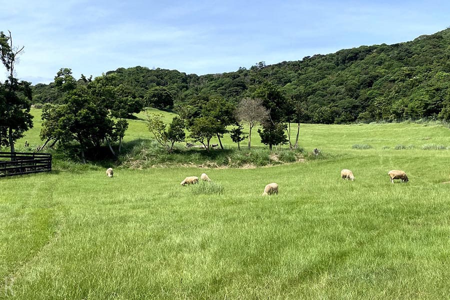 淡路ファームパーク イングランドの丘の牧草地
